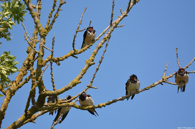 Hirondelles rustiques Aiguamolls.JPG